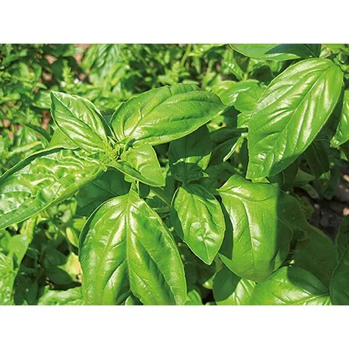 Sachet de Graines de Basilic sur Carte Publicitaire Personnalisée