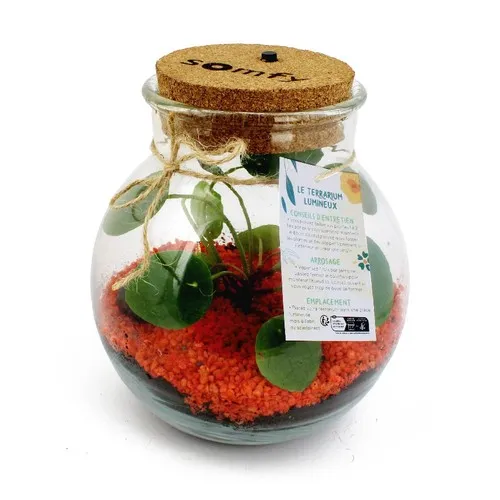 Terrarium lumineux LED personnalisable - Cadeau d'entreprise végétal