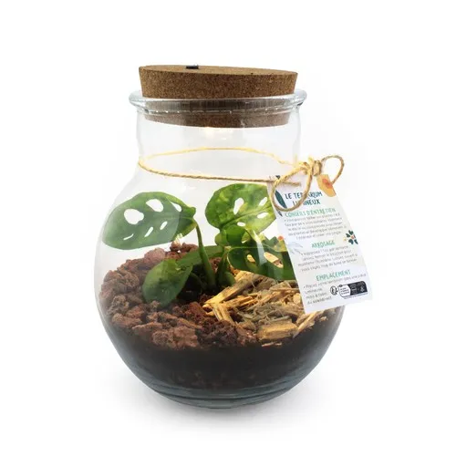 Terrarium lumineux LED personnalisable - Cadeau d'entreprise végétal