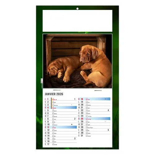 PLAQUE 1 VUE REX 2026 - DOS CARTON - BLOC B2 - SANS MARQUAGE
