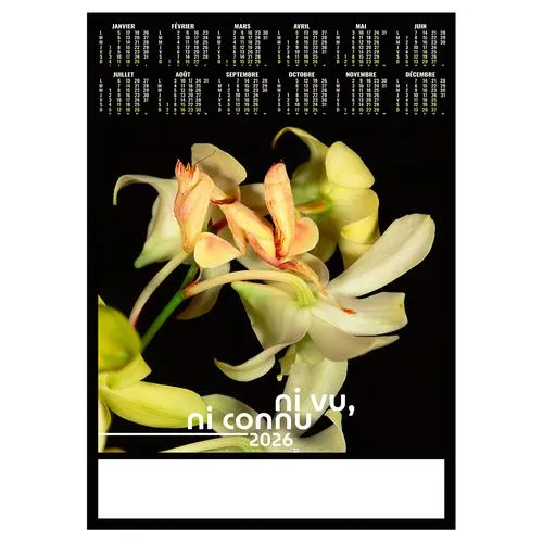 POSTER - DISSIMULE 2026 - QUADRI