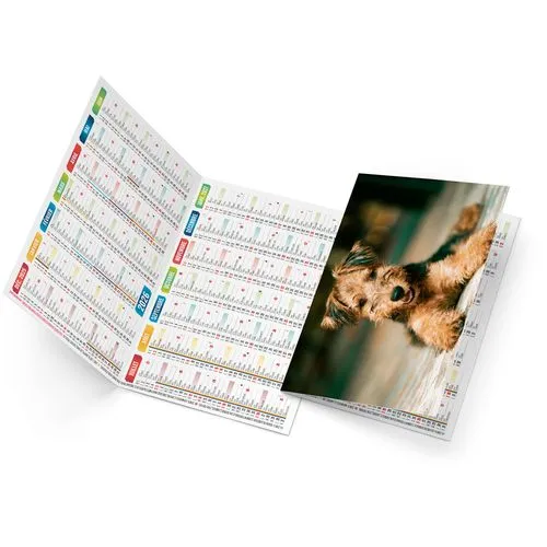 FIDELE 2026 - NEUTRE 1 POSE