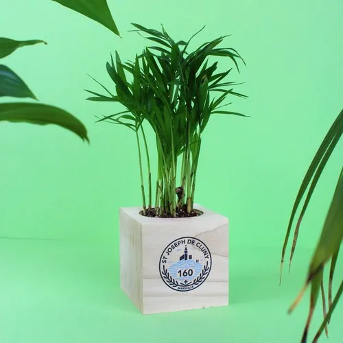 Cube Bois Plante Personnalisé - Cadeau d'Entreprise Écologique
