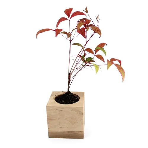 Cube Bois Plante Personnalisé - Cadeau d'Entreprise Écologique