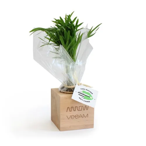 Cube Bois Plante Personnalisé - Cadeau d'Entreprise Écologique