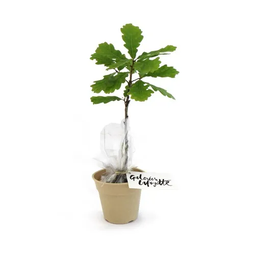 Plant d'arbre en pot bambou personnalisable - Cadeau d'entreprise écologique