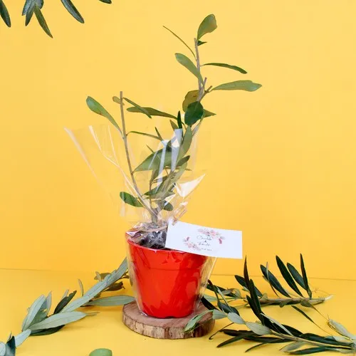 Plant d'arbre en pot bambou personnalisable - Cadeau d'entreprise écologique