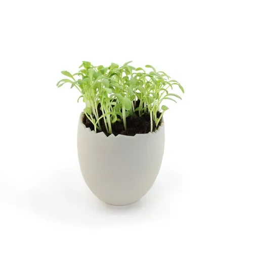 Kit Œuf Graines Personnalisable - Cadeau Écologique Entreprise