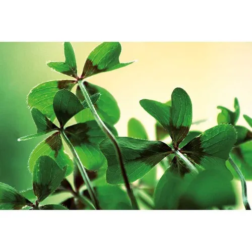 Prairie Fleurie Personnalisée - Pot Carton Éco-Responsable à Semer