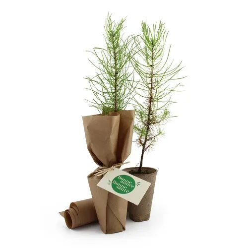 Plante personnalisée en pot popcorn - Cadeau écologique original