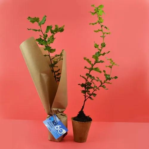 Plante personnalisée en pot popcorn - Cadeau écologique original