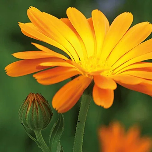 Prairie Fleurie Calendula Personnalisée - Cadeau Publicitaire Écologique