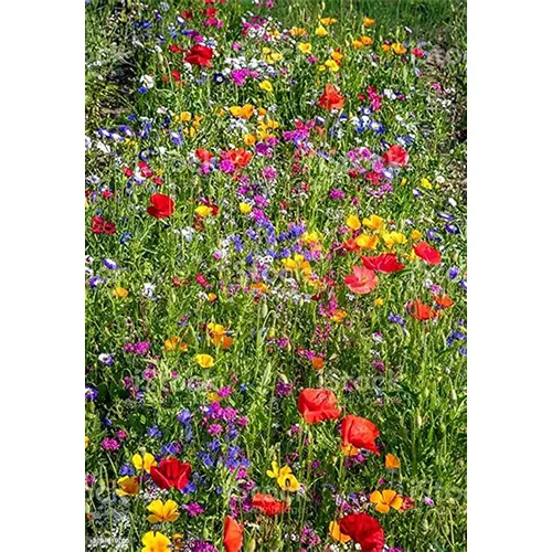 Fleur Publicitaire en Fibre de Coco avec Graines - Cadeau Écologique