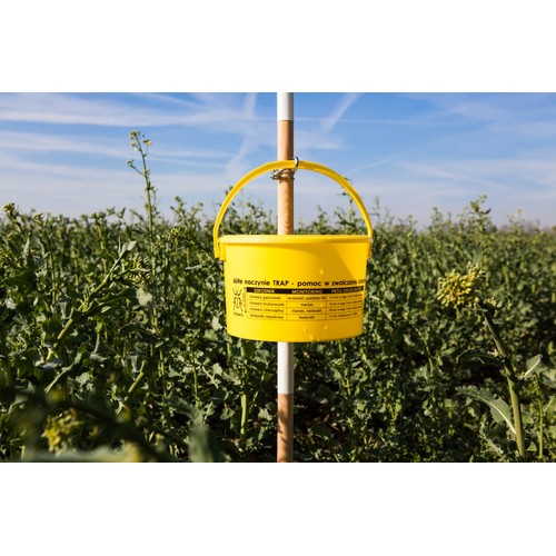 Coupelle jaune de piégeage pour surveillance des ravageurs du colza