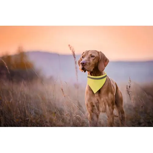 collier réfléchissant pour chien Lurex