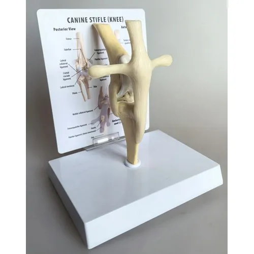 Modèle Anatomique 3D Bouche Canine Personnalisable