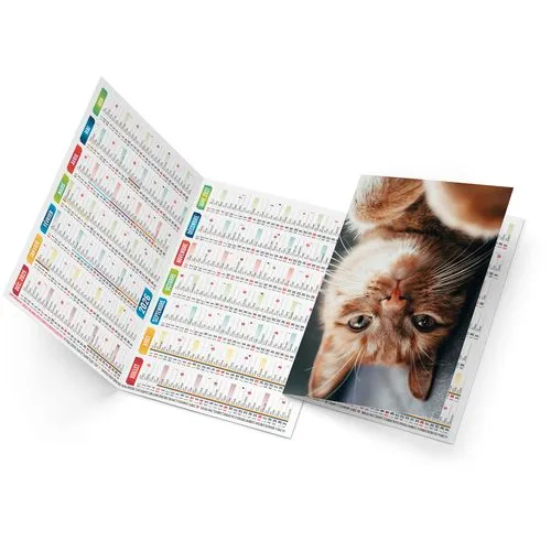 FELIX 2026 - NEUTRE 1 POSE