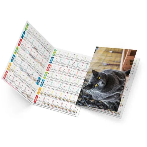 FELIX 2026 - NEUTRE 1 POSE