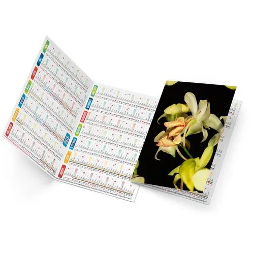 TRISTAN 2026 - NEUTRE 1 POSE