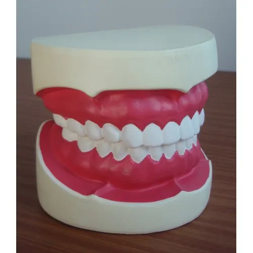 Modèle Anatomique de Dent Personnalisable - Outil Pédagogique Pro