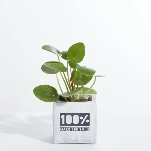 Pot en Béton Personnalisé avec Plante - Cadeau d'Entreprise Écologique