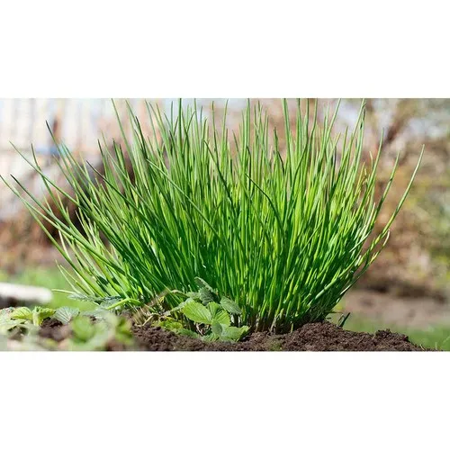Mini-jardin publicitaire ciboulette - Pot terre cuite personnalisable