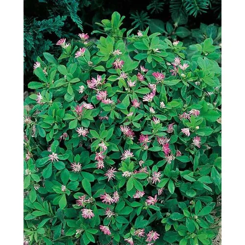 Prairie Fleurie Personnalisée - Kit de Plantation Trèfle Persan 4 kg