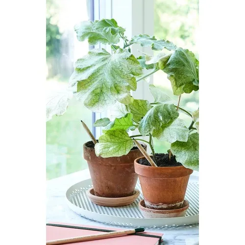 Crayon à graines personnalisable - Objet publicitaire écologique