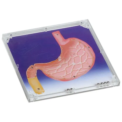 JEU DE PATIENCE "STOMACH"