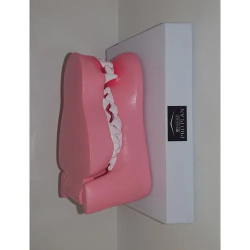 MODÈLE ANATOMIQUE 3D BOUCHE CANINE