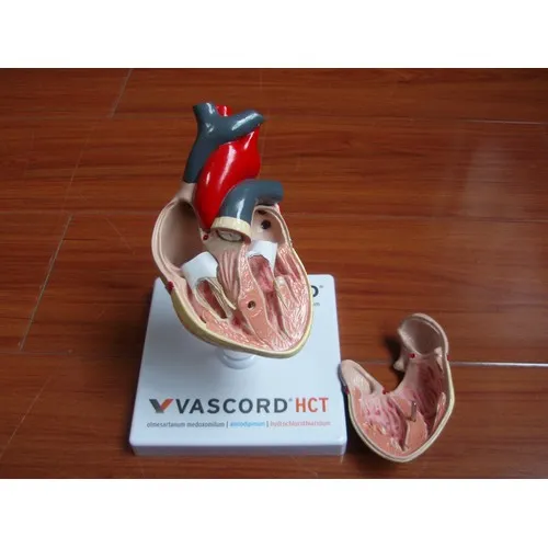 MODÈLE ANATOMIQUE 3D COEUR