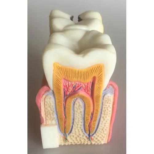 MODÈLE ANATOMIQUE 3D DENT