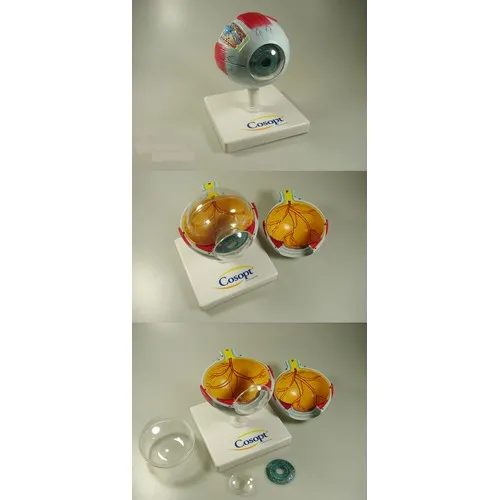 MODÈLE ANATOMIQUE 3D OEIL