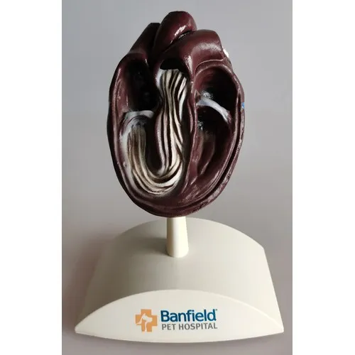 MODÈLE ANATOMIQUE COEUR CANINE