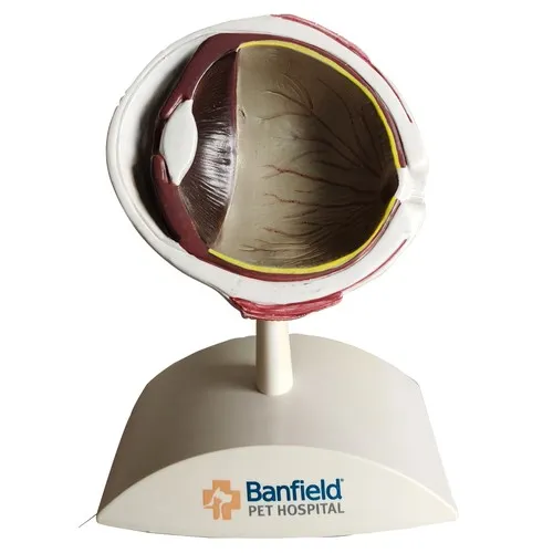 MODÈLE ANATOMIQUE OEIL CANINE