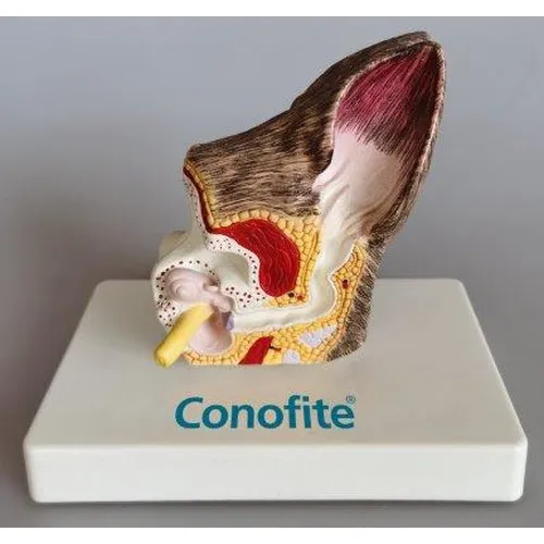 MODÈLE ANATOMIQUE OREILLE CANINE