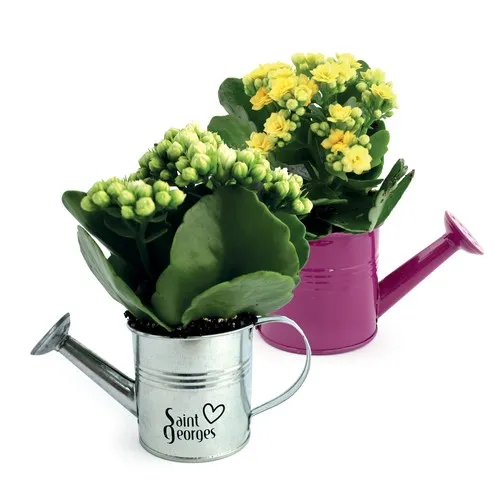 Plante fleurie pot zinc arrosoir