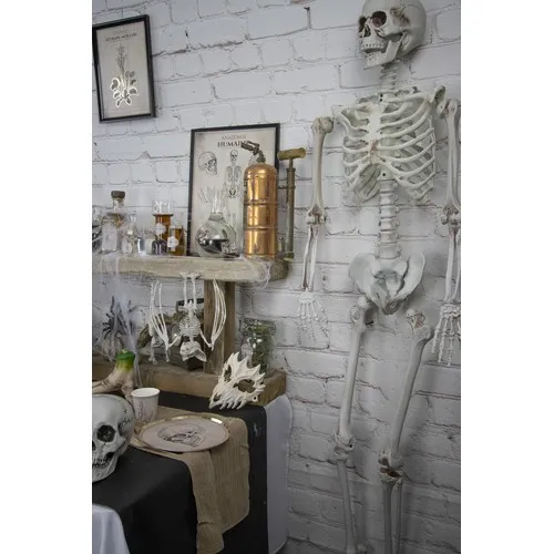 SQUELETTE TAILLE HUMAINE 160CM